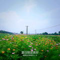 nick—gu头像