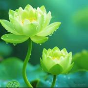 巴家三莲的个人资料头像