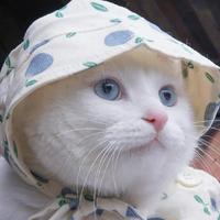 猫不是613头像