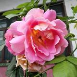 心静自生慧头像