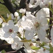 紫贝壳的个人资料头像