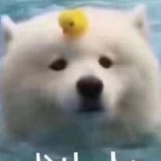 小三杨的个人资料头像