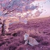 花在画中头像