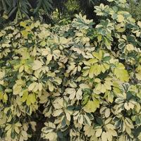 久伴不離14头像