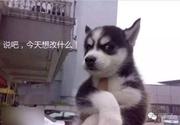 基尼太妹的个人资料头像