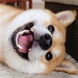 谁借我幸福头像