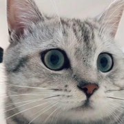 贤五大叔的个人资料头像