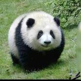 奋发有为星球kpp头像