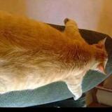 猫冬的肥橘头像