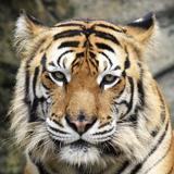 TheTiger2022头像