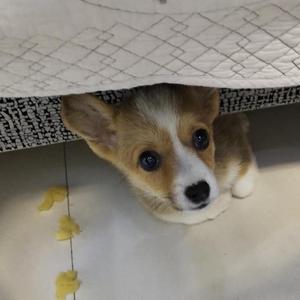 小老虎有只猫头像