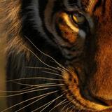 想买GTR的小朋友头像