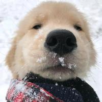 卖纽扣的小男孩啊头像