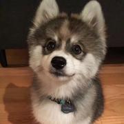 Azkael的个人资料头像