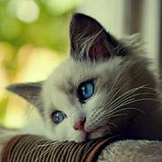 艾听先生536的个人资料头像