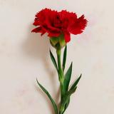 无非纵使头像