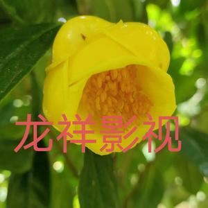 龙祥影视cv5F头像