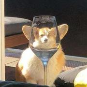 小飛俠的个人资料头像