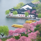 花蝴蝶麒麟头像