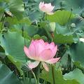 立木井子1头像