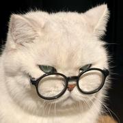 幻灯猫猫的个人资料头像