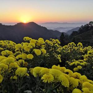 鸿雁南飞观世界头像