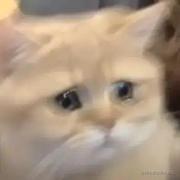 小林加油呀的个人资料头像