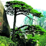 爱拼才会赢790头像