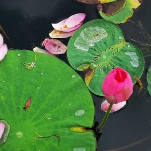Hart爱生活头像