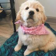 安和桥丶的个人资料头像