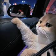 好用软件推荐官的个人资料头像