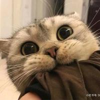 佩奇电影解说头像