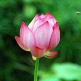 信子2213头像