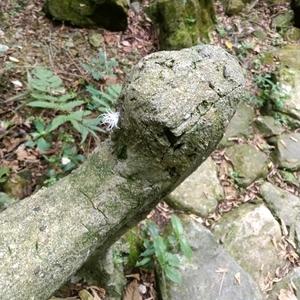 壹蚊鸡保镖SS头像