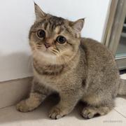 啊兔与柴狗的个人资料头像