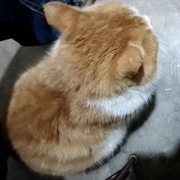 猫耳朵朵的个人资料头像