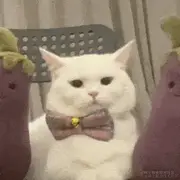 LatiaoPro的个人资料头像