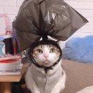 花儿为什么这样红的个人资料头像