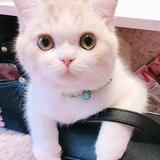 懂车滴姐姐头像