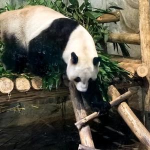 一个小毛球头像
