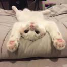 昼猫的个人资料头像