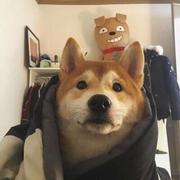 小小远的个人资料头像