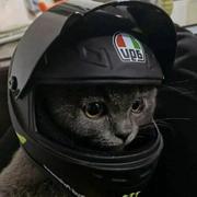 APP_VUE的个人资料头像