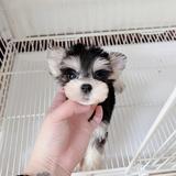 铲子呀呀呀呀呀头像