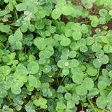 微笑不喷饭头像