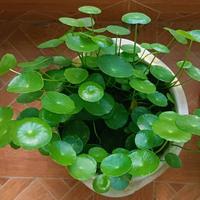 幸运星49032头像