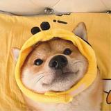 和你柳树上眉梢头像