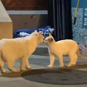 你对不起头像