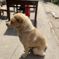 小杰西Jc头像