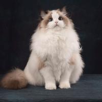 豆角家布偶猫Ragdoll头像